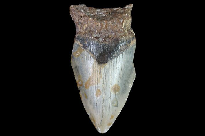 Partial, Megalodon Tooth - North Carolina #91691